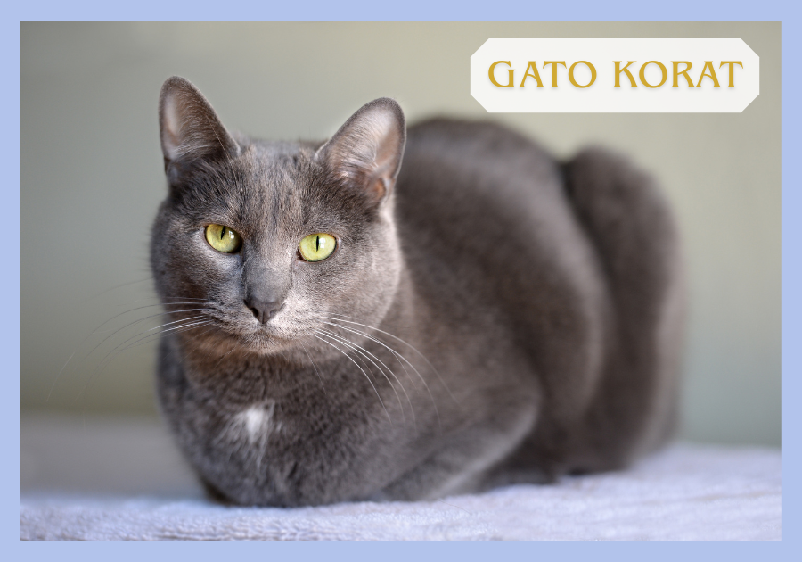 Gato Korat