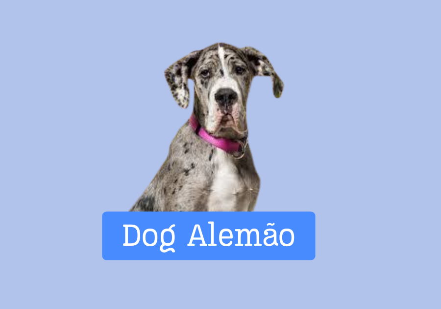 Dog Alemão