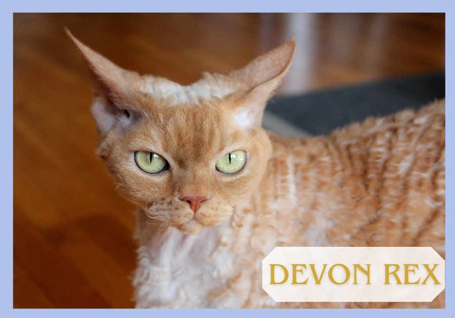 Devon Rex 