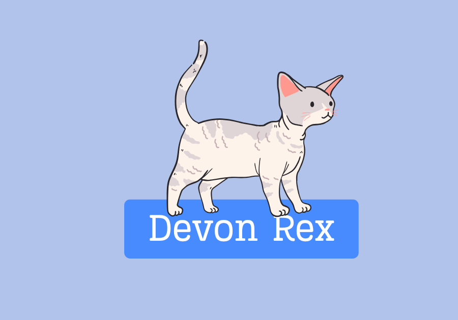 Devon Rex