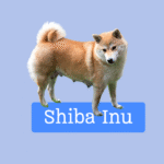 Shiba Inu