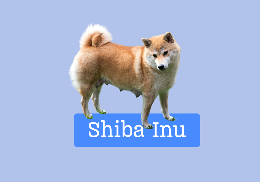 Shiba Inu
