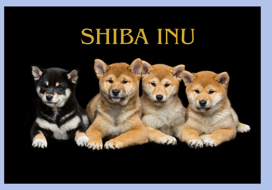 Shiba Inu