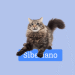 Gato Siberiano