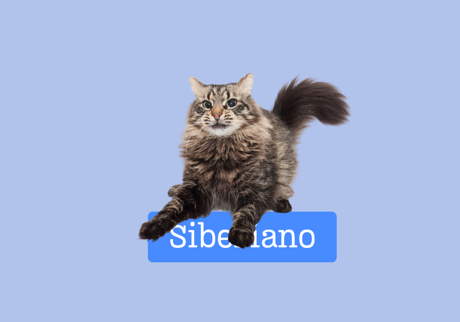Gato Siberiano