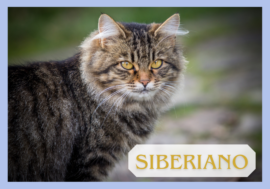 Gato Siberiano