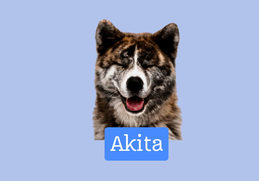 Akita