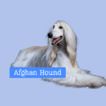 Afghan Hound