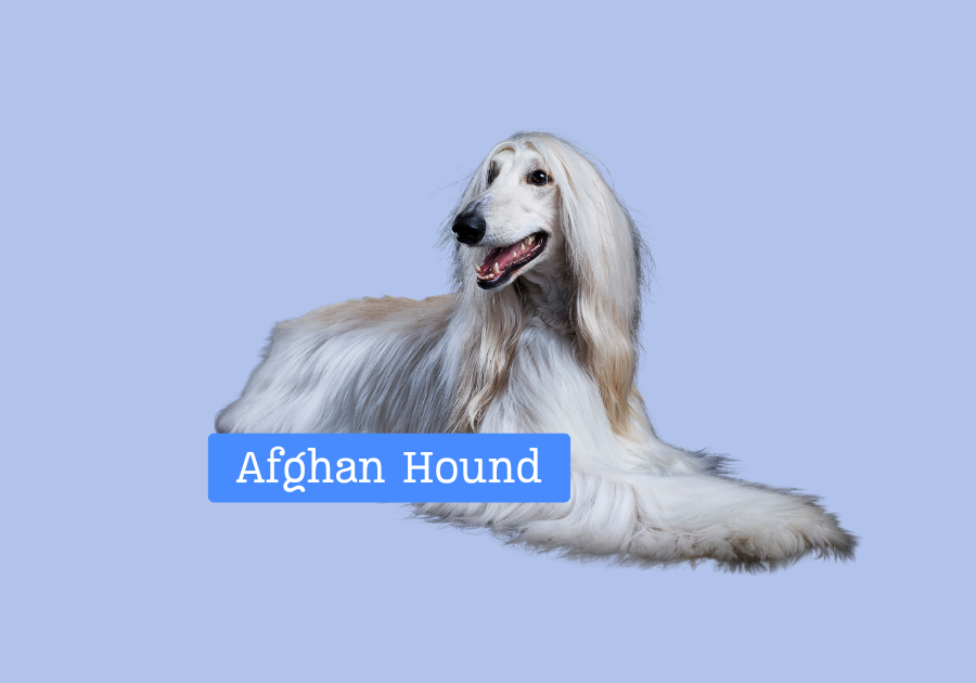 Afghan Hound